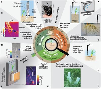 Resolving Chemical Gradients Around Seagrass Roots—A Review of Available Methods